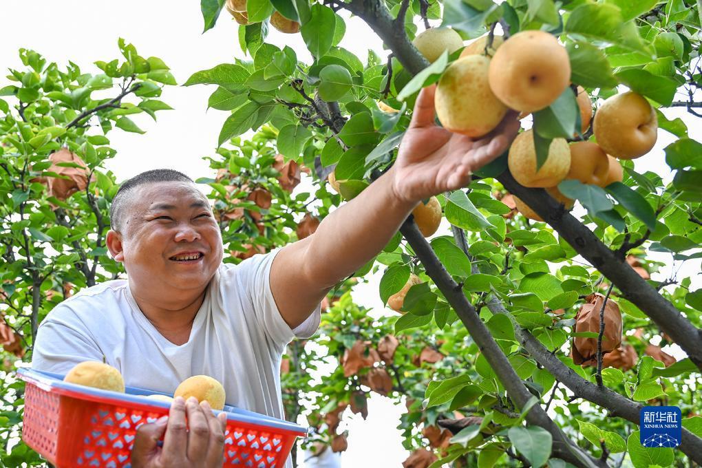 og视讯平台